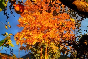Baum im Herbst mit buntem Laub in Reit im Winkl - Neumaier Ferienwohnung Reit im Winkl